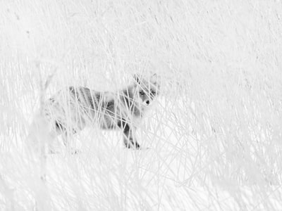 白狐狸在冰雪覆盖的地面
